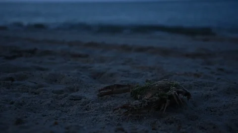 Crab on Beach Stock Footage 71246359