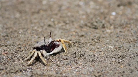 Crab on the beach Stock Footage 71611642