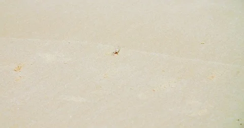 Crab on a Beach Vidéo 83102860