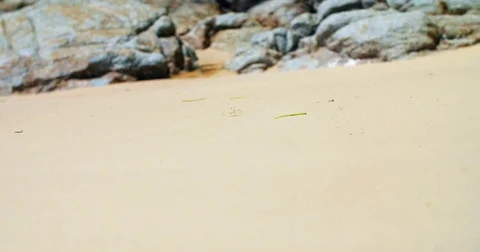 Crab on a Beach Vídeo Stock 83102971