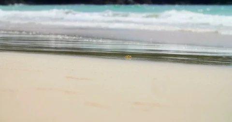 Crab on a Beach Stock Footage 83103061