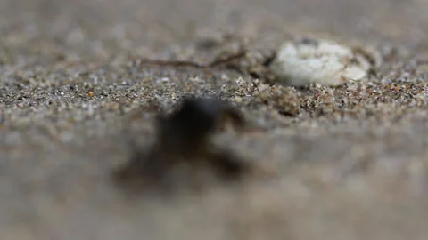 Crab on a beach Stock Footage 133268921