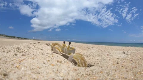 Crab on a beach Stock Footage 169893667