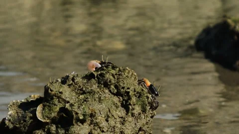 Crab on The Beach Stock Footage 248300541