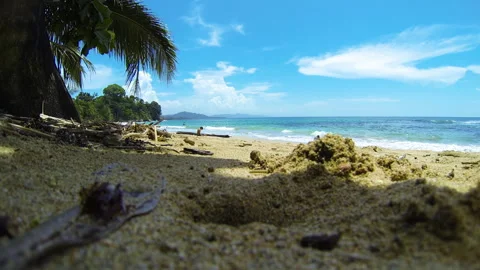 Crab Beach Stock-Footage 278125356