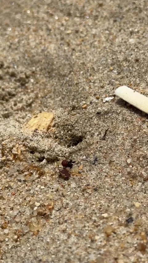Crab on the beach Stock Footage 279138220