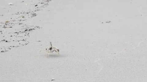 Crab on the beach Stock Footage 296354072