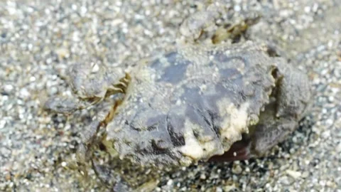 Crab in beach  Stock Footage 300750107