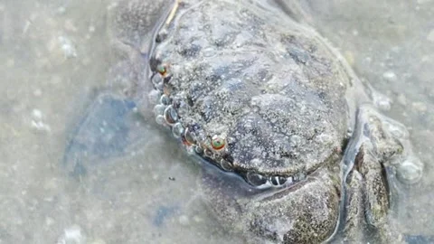 Crab in beach  Stock Footage 300750461