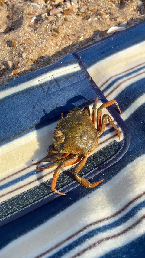 Crab on the beach Stock Footage 314325770