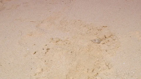 Crab on beach. Nai-Thon beach Stock Footage