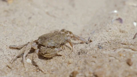 Crab on the beach opens his mouth Stock Footage 91788023
