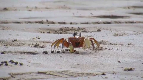 Crab - beach Painted Ghost Crab (Ocypode gaudichaudii) 動画素材 104003072
