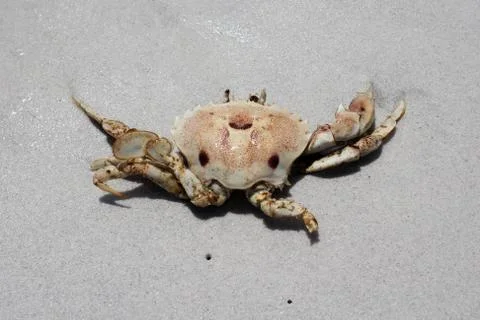 Crab on beach Foto stock