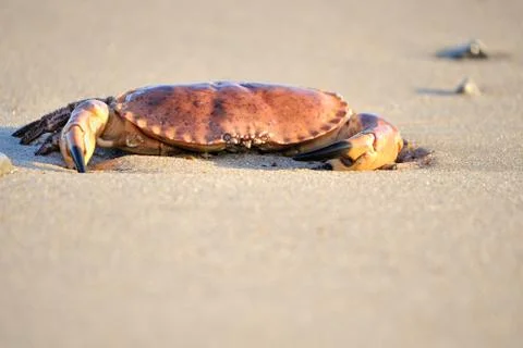 Crab on the beach Stock Photos