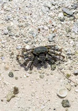 Crab on the beach Stock Photos