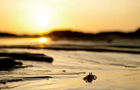 Crab on beach Stock Photos