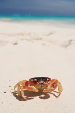 Crab on a beach Foto stock