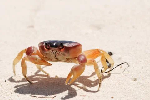 Crab on a beach Stock Photos