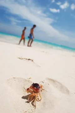 Crab on a beach Stock Photos