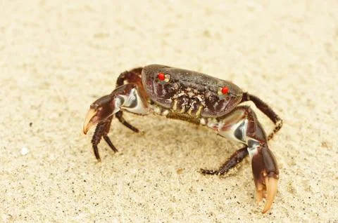Crab on a beach Foto stock