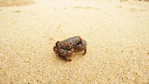 Crab on a beach Stock Photos