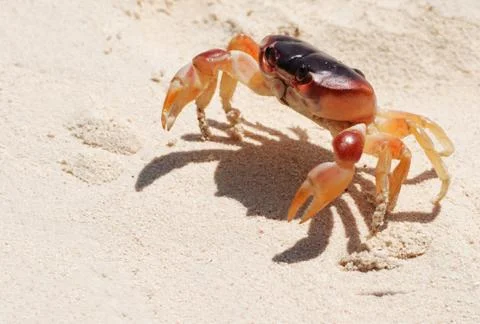 Crab on a beach Stock Photos