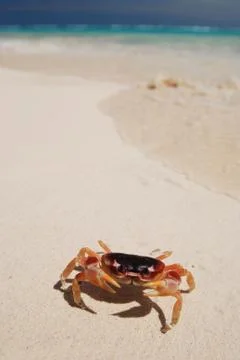 Crab on a beach Stock Photos