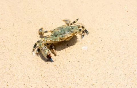 Crab on the beach Stock Photos
