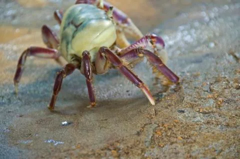 Crab at the beach Stock Photos