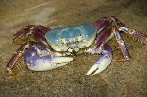 Crab at the beach Фото