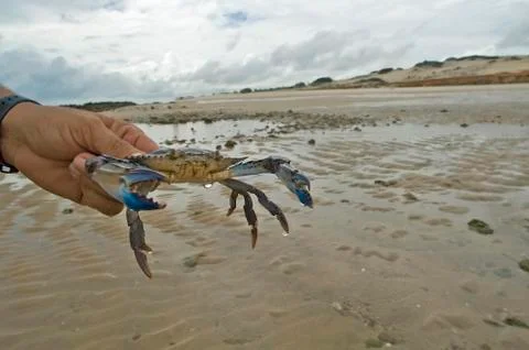 Crab at the beach Фото