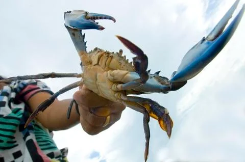 Crab at the beach Stock Photos