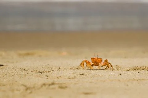 Crab on the beach Stock Photos