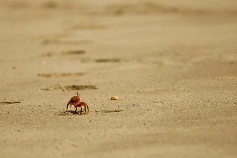 Crab on the beach Stock Photos