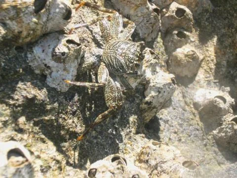 A crab on the beach Stock Photos
