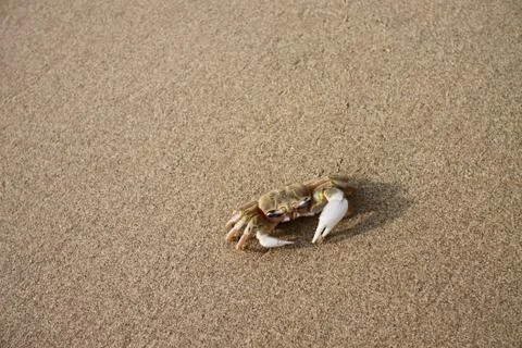 Crab at the beach Stock Photos
