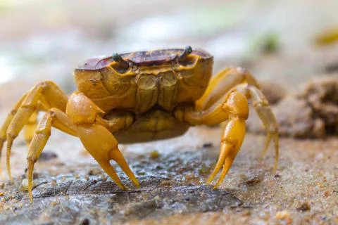Crab on the beach Stock Photos