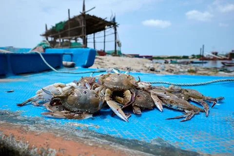 Crab on the beach Stock Photos