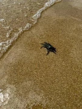 Crab on the beach Foto stock