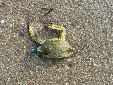 Crab on the beach Stock Photos