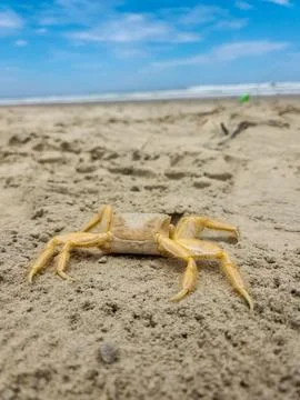 Crab on the Beach Stock Photos