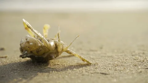 Crab on the beach sand Stock Footage 146154451