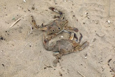 Crab on the Beach sand Foto stock