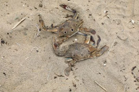 Crab on the Beach sand Foto stock