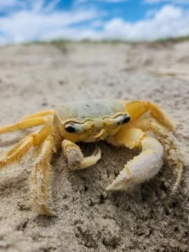 Crab on the beach sand Stock Photos