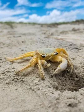 Crab on the beach sand Stock Photos