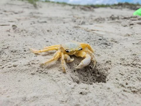 Crab on the Beach Sand Stock Photos