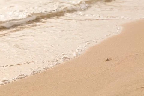 Crab beach sea Foto stock