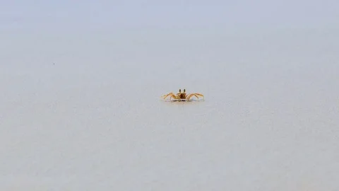 Crab on a Beach Slow Motion Vídeo Stock 83134817